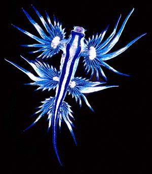 blue glaucus