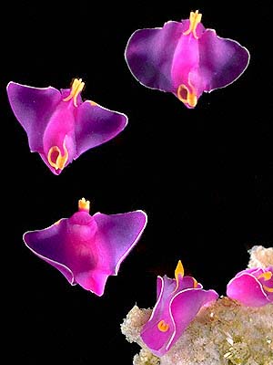 sea slug with wings