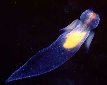 The Sea Slug Forum - Clione limacina