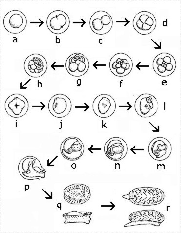 early blastula