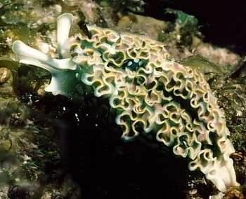 Coral larvae movement is paused in reaction to darkness